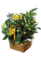 Ecuador-A Bit of Sunshine Basket from Flowers All Over.com 