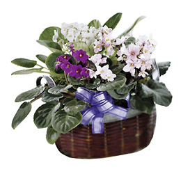 African Violet from Flowers All Over.com 