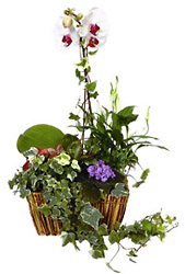 Arrangement of Plants from Flowers All Over.com 