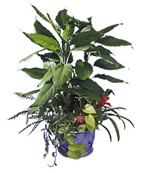 Singapore- Plant Arrangement from Flowers All Over.com 