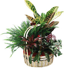 Poland- Plant Arrangement from Flowers All Over.com 