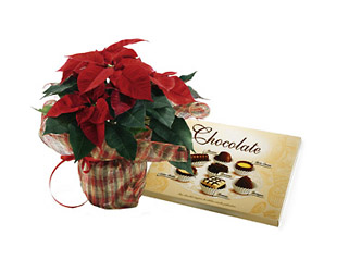 Red Poinsettia with Chocolate from Flowers All Over.com 