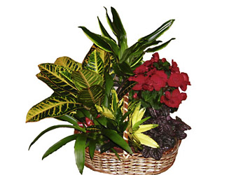 Portugal- Plant Arrangement from Flowers All Over.com 
