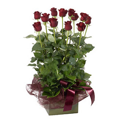 Box of 12 Red Roses from Flowers All Over.com 