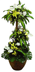 Royal Plant Arrangement with Flowers from Flowers All Over.com 