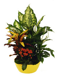 Spain- Plant Arrangement from Flowers All Over.com 