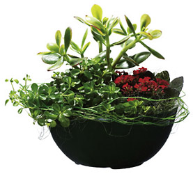 Sweden- Plant Arrangement from Flowers All Over.com 