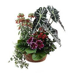 Switzerland- Plant Arrangement from Flowers All Over.com 