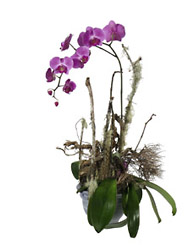 Switzerland- Phalaenopsis from Flowers All Over.com 