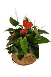 Turkey- Funeral Spray from Flowers All Over.com 