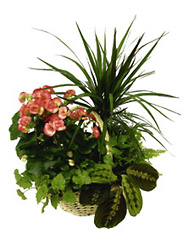 Romania- Plant Arrangement from Flowers All Over.com 