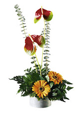 Blazing Beauty Bouquet from Flowers All Over.com 