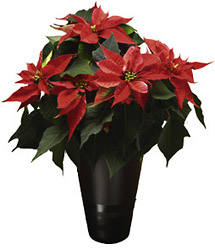 Christmas Poinsettia Plant from Flowers All Over.com 