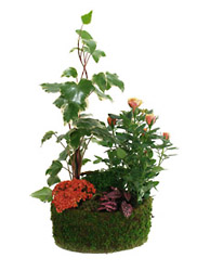 France- Arrangement of Green and Blooming Plants from Flowers All Over.com 