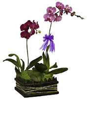 Phalaenopsis from Flowers All Over.com 