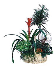 Croatia- Arrangement of Plants from Flowers All Over.com 