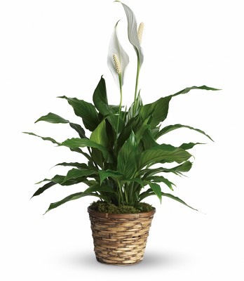 Peace Lily<br><b>FREE DELIVERY from Flowers All Over.com 