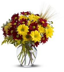 Fall For Daisies<br><b>FREE DELIVERY from Flowers All Over.com 