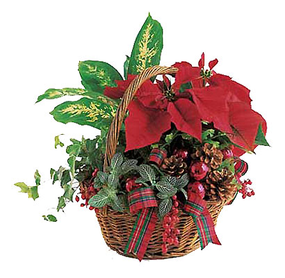Holiday Planter Basket<b> from Flowers All Over.com 