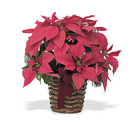 Holiday Poinsettia<b><br>Large from Flowers All Over.com 