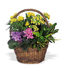 Small European Planter<b> from Flowers All Over.com