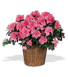 Florist Designed Flowering Plant<b> from Flowers All Over.com 