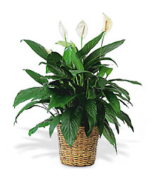 Floor Sized Spathiphyllum In Basket<b> from Flowers All Over.com