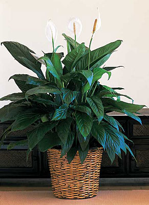 Floor Sized Spathiphyllum In Basket from Flowers All Over.com 