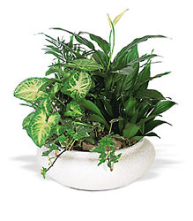 Lush Dish Garden<b> from Flowers All Over.com