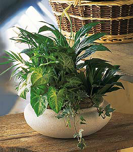 Medium Dish Garden from Flowers All Over.com 