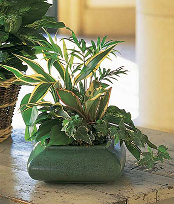 Small Dish Garden<b> from Flowers All Over.com 