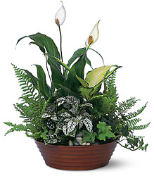 Large Dish Garden<br><b>FREE DELIVERY from Flowers All Over.com 