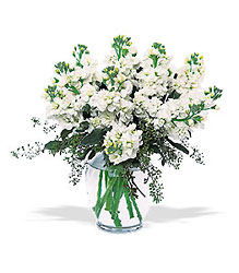 New Morning Dew from Flowers All Over.com 