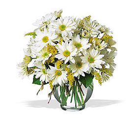 Delightful Daisies Bouquet<br><b>FREE DELIVERY from Flowers All Over.com 