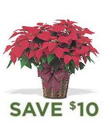 Red Holiday Poinsettia<br><b>(6" Pot) In Basket w/Bow from Flowers All Over.com 